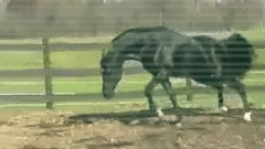 Arabian Horse Tribute