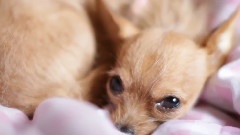 Puppie