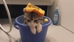 那些猫和水的故事