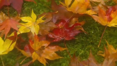 片片枫叶红