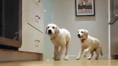 Adorable Puppies Running For Dinner Time