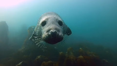 Seal Belly Rub