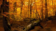 Lullaby Of The Leaves