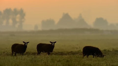 Autumn Leaves