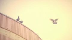 纸鸽Dove