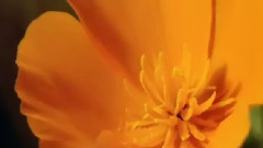 Je Ne Suis Que De L Amour