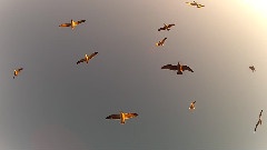 Angry Birds Attack