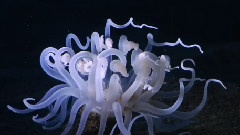 Beauty Of The Sea