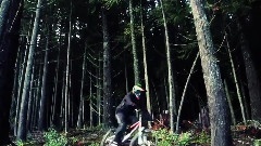 Amazing Freeride Forest