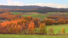 Autumn Trees