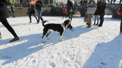 Ice Amsterdam