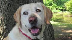Denver The Guilty Dog