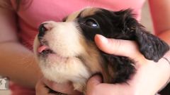 Cuddle With An Adorable Bernese Mountain Dog