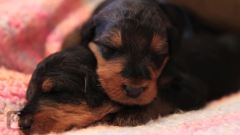18 Day Old Precious Airedale Puppies Nap On A Blanket