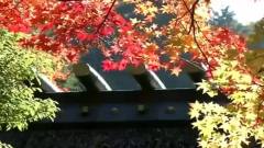 Leaves On The Seine