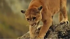 Emotional Music Brave Touch