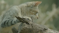 Feeding Your Cat's True Nature