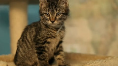 Who Is Your Cat Born To Be