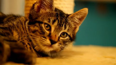 Understanding Cat Behavior