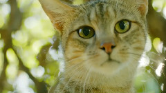 Discovering Cat Physiology