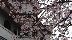 东方寺的吉野櫻