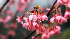 雨中櫻花特写