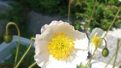 Spring Flowers
