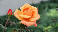 Rose Called Whisky Mac