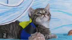Disney Pixar's Finding Nemo (Cute Kitten Version)