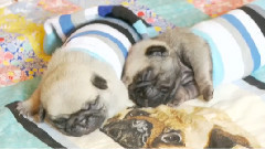 Pug Puppies Falling Asleep