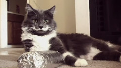 Hamilton The Hipster Cat's Burrito Temptation