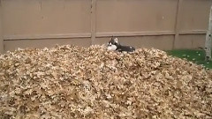 Butch The Husky Helps Out Raking Leaves