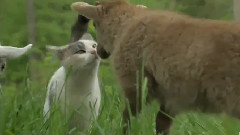 A Goat, A Lamb And A Rabbit Walk Out Of A Farm