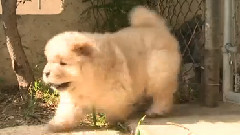 Chow Puppy Can't Get Through Gate