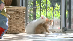 Kittens Grooming