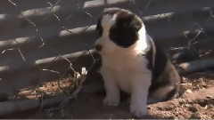 Border Collie Pups Ruffle Some Feathers