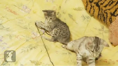 Ocicat Kittens Bouncing Around