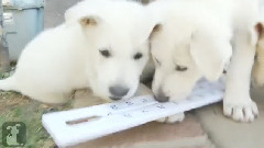 Shepherd Puppies Predict The Temperature