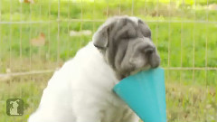 Shar Pei Puppies Throw A Shar Par-Pei Par-tay