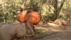 Tigers And Turkeys A Love Story