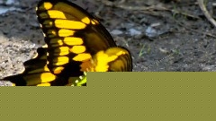 Giant Swallowtail Butterfly
