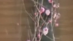 Listen To The Plum Blossom