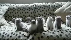 ивотные Котята меломаны