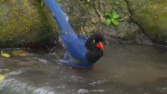 Blue Magpie Lonely Love