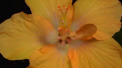 The Life Of Flowers
