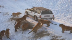 China Tiger Park (Tiger Leaps 20 feet for Pheasant!)
