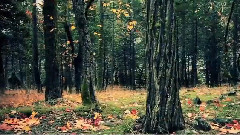 Autumn,Autumn,Autumn!