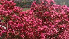 Beautiful Flowering Trees