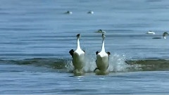 Migration Of Happiness