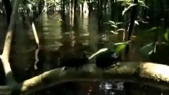 太阳河之水猴